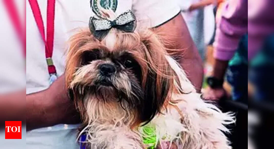 Pet Registration: Low Pet Registration Numbers in Ludhiana Municipal Corporation | Ludhiana News - Vimarsana News