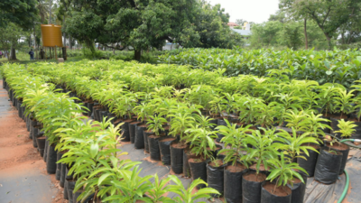 After planting 5 crore saplings, Karnataka forest minister orders audit of saplings