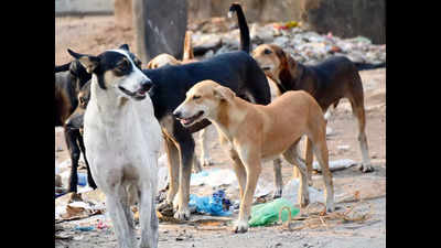 Butcher stabs pregnant stray dog to death in AP's Guntur