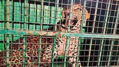 Leopard that strayed from Pakistan to be moved to Jawai