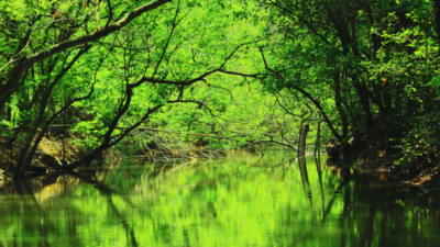 Bangladeshi pirates’ hack forest guard to death in Sundarbans