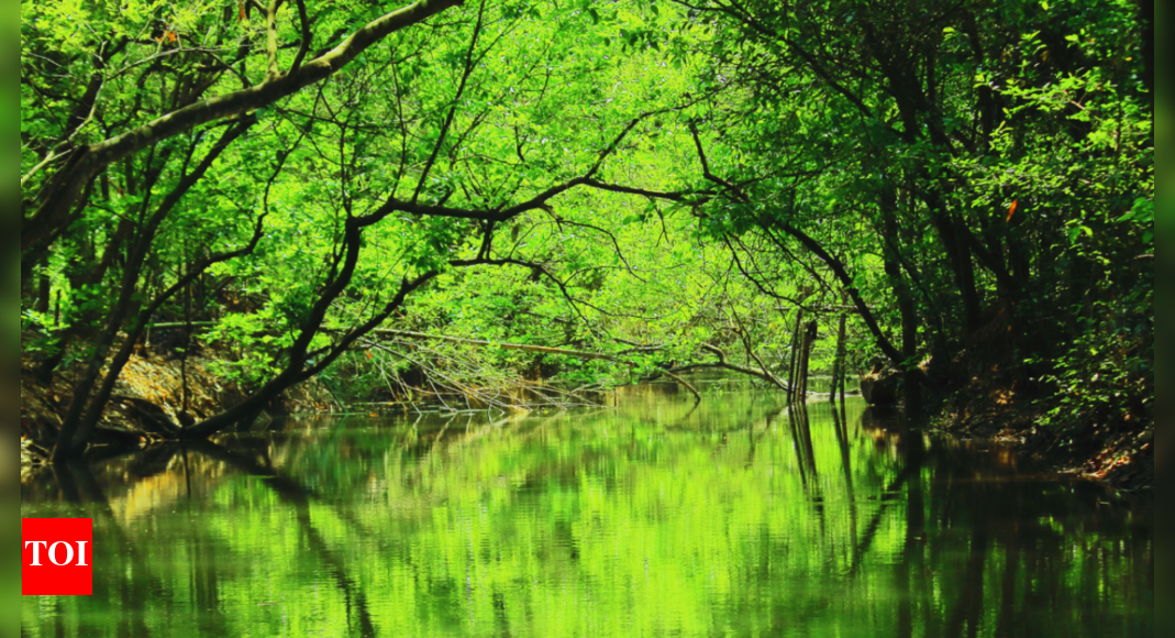 'Bangladeshi pirates' hack forest guard to death in Sundarbans | India News - Vimarsana News