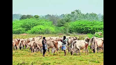 Revive weekly cattle market in Madurai: Pastoral communities
