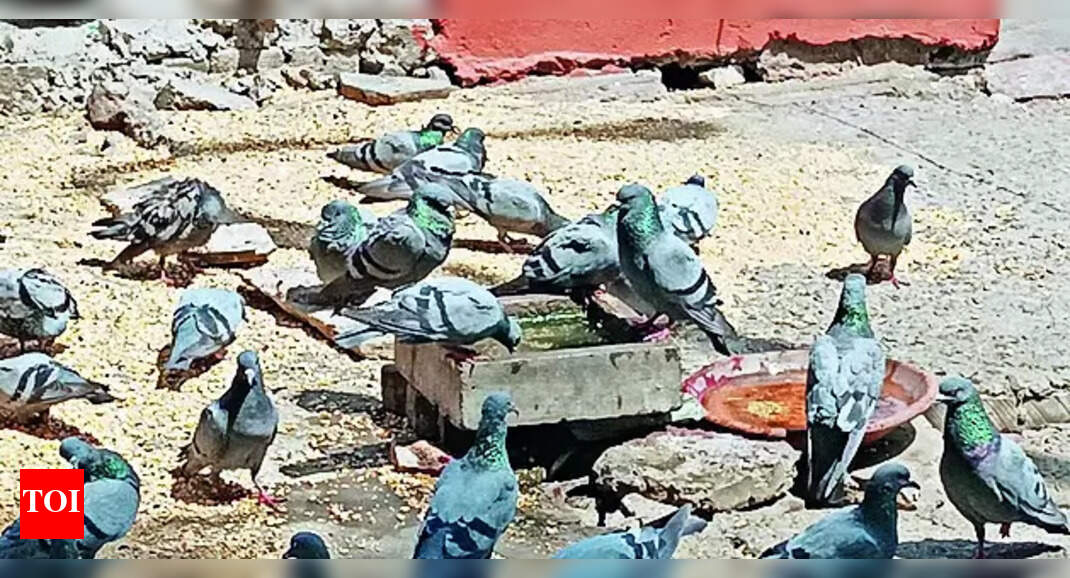 Jaipur Sees Hottest Day Since 2015 | Jaipur News - The Times of India