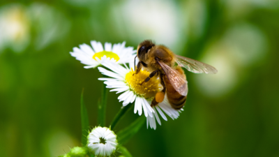Romancing Honey Bees That Give Us Life