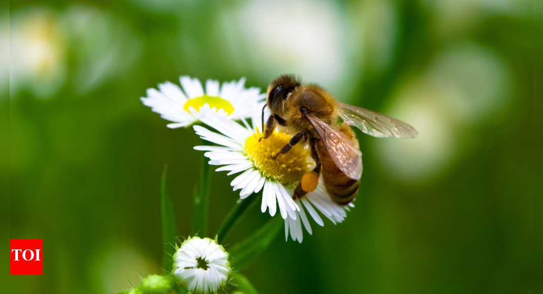 Romancing Honey Bees That Give Us Life - Times of India - Vimarsana News