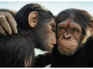 Kingdom of the Planet of the Apes’ earns Rs 4.25 cr