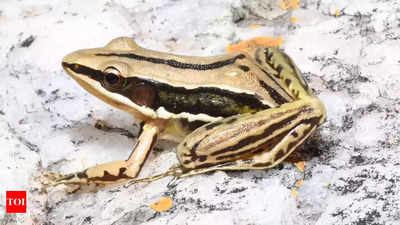 Sri Lankan golden-backed frog spotted in Andhra Pradesh: ZSI Hyderabad