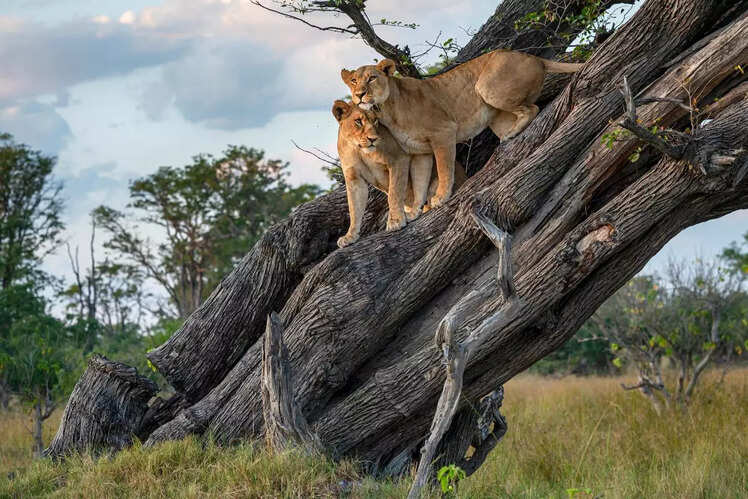 Okavango Delta, Botswana: Africa's last Eden and wildlife wonderland