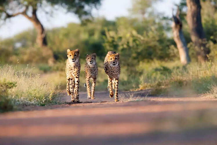 Kruger National Park, South Africa: A haven for Big Game