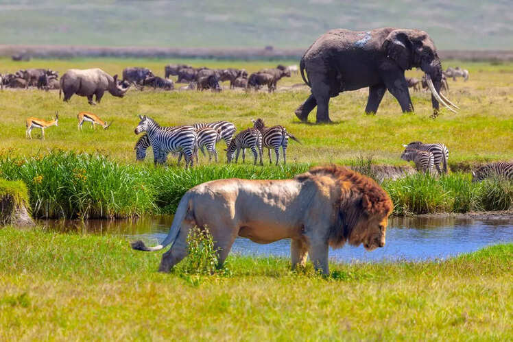 Serengeti National Park, Tanzania: The land of endless plains and predators