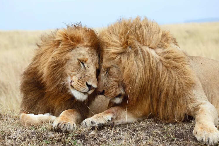 Maasai Mara National Reserve, Kenya: The Great Migration and the Big Five