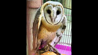 Owl rescued from Van Bhawan