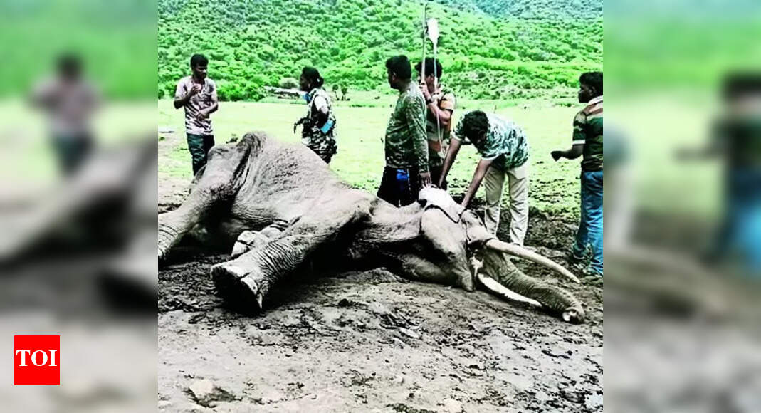Elephant: Male elephant dies of illness in STR | Coimbatore News - Vimarsana News