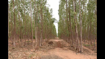 Forest dept cancels KFDC’s permit to plant eucalyptus