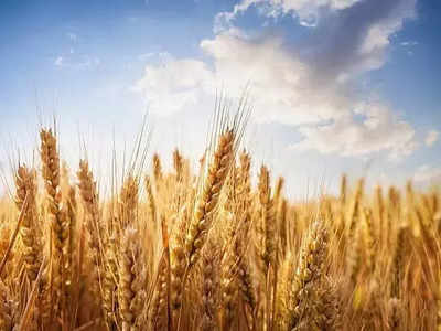 GRAINS-Wheat retreats from recent rally, but global supply woes limit losses