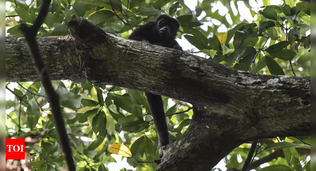 Authorities investigate abrupt deaths of endangered Howler monkeys in ...