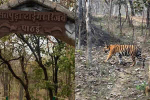 How to spot tigers in Satpura: A complete wildlife safari guide
