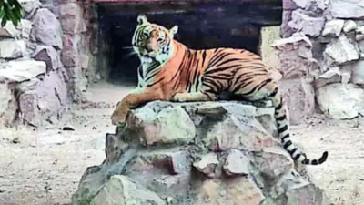 Jodhpur safari park loses only tigress to heat stroke