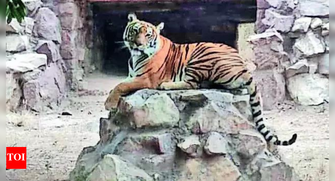 Jodhpur safari park loses only tigress to heat stroke | India News - Vimarsana News