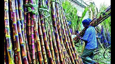 Sugarcane farmers in distress as several mills delay payments