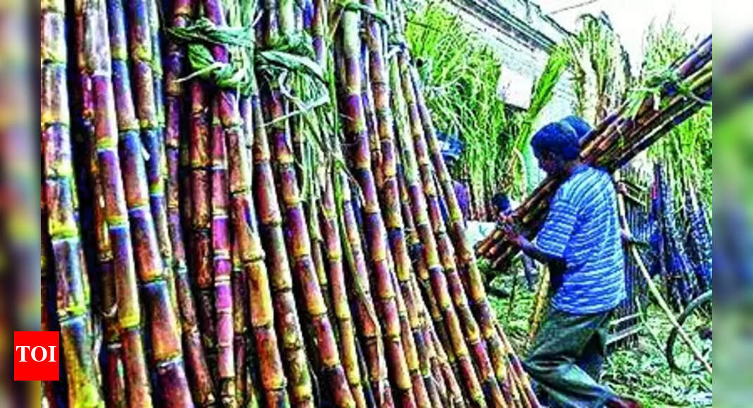 Sugarcane Farmers: Sugarcane farmers in distress as several mills delay payments | Hubballi News - Vimarsana News