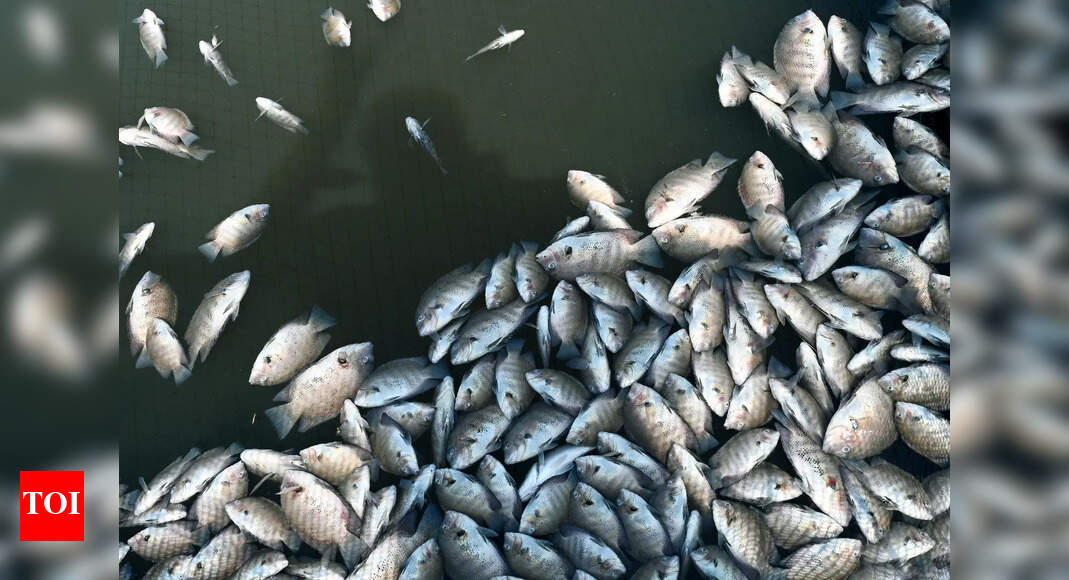 Fish Farmers: Fish Farmers Suffer Huge Losses in Cage Culture ...