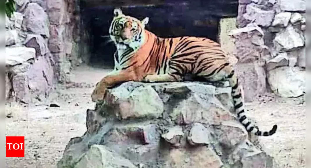 Lone Tigress Of Machia Safari Park Dies Due To Heat Stroke In Jodhpur 