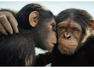 Kingdom of the Planet of the Apes inches towards Rs 25 cr