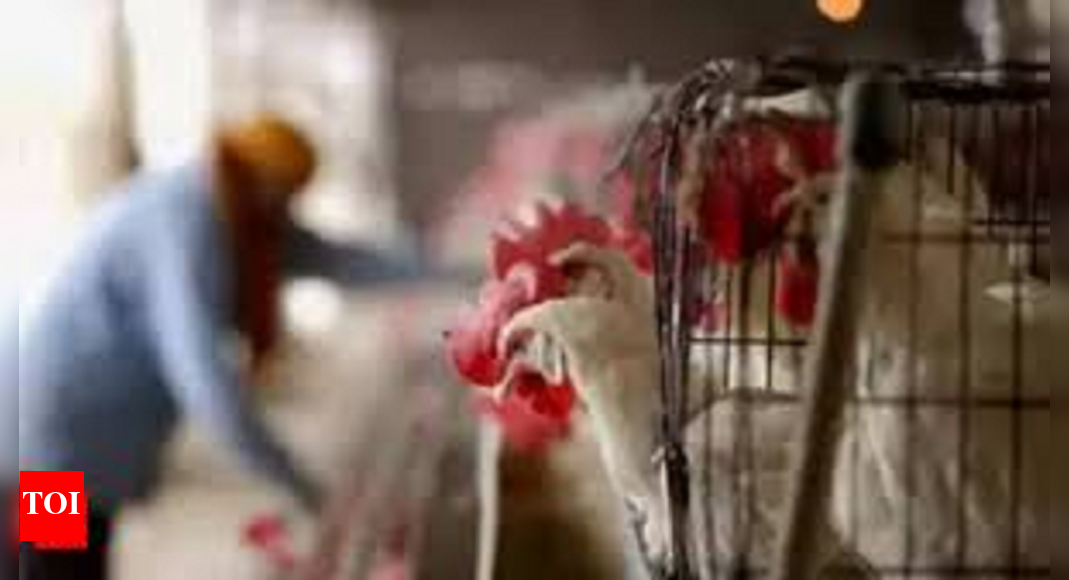 Avian flu outbreak in Ranchi poultry farm, 920 birds culled: Official ...
