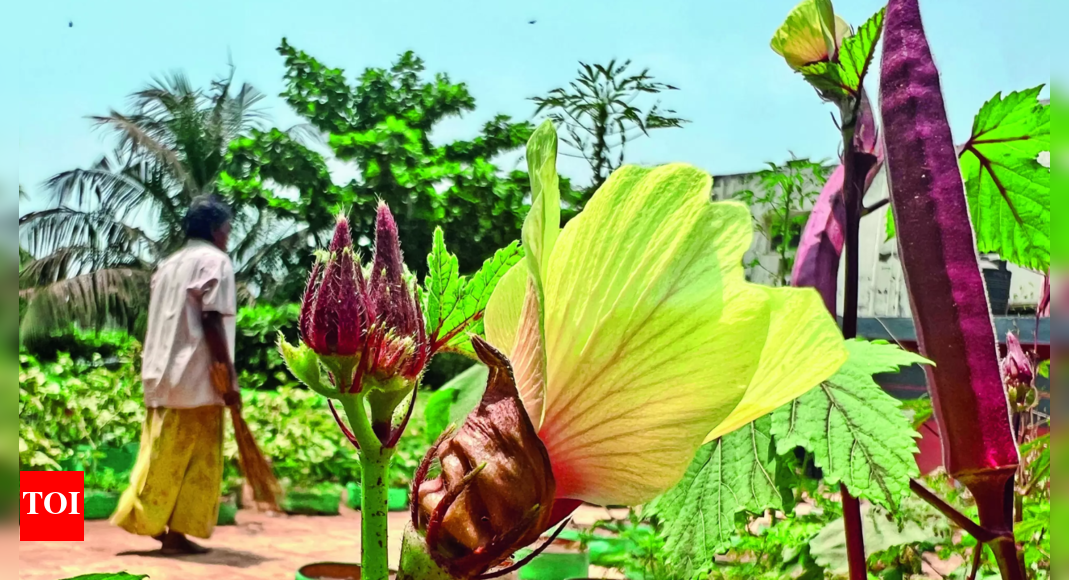 Terrace Garden: A Terrace Garden That Helps Cool Frayed Nerves | Chennai News - Vimarsana News
