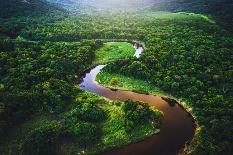 Atlantic Forest, Brazil/Paraguay/Argentina