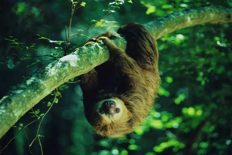 Mesoamerican Forests, Central America