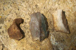 Madhya Pradesh: Prehistoric artefacts on fossil wood discovered in Ghugwa