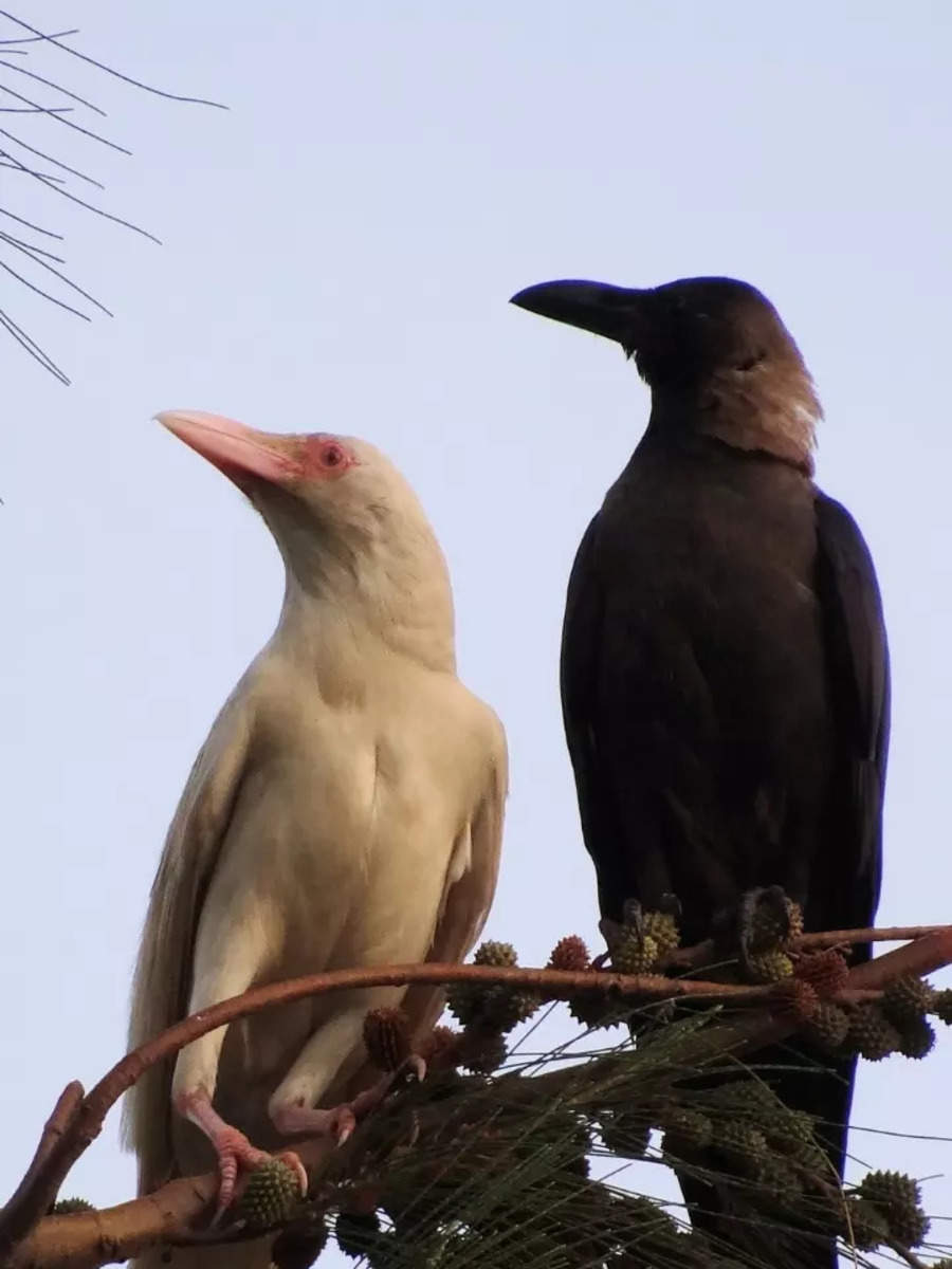 Albino Crows and the Astounding Odds of Finding One | Times Now