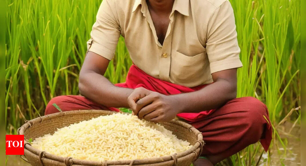 Country’s first non-GM herbicide tolerant Basmati rice varieties ...