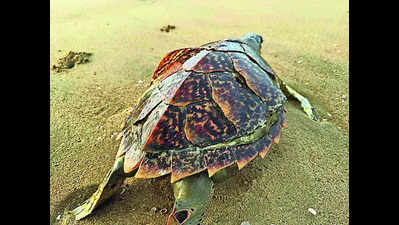 Critically endangered Hawksbill turtle carcass found on Injambakkam beach