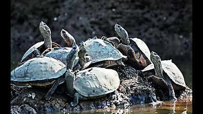 Poachers now shift to trade of dried calipee of turtles