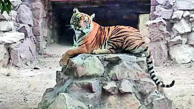 Lone tigress of Machia Safari Park dies due to heat stroke