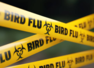 Australia's 1st bird flu case acquired it from India