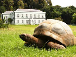 Meet Jonathan, the 191-year-old tortoise who is the world's oldest land animal