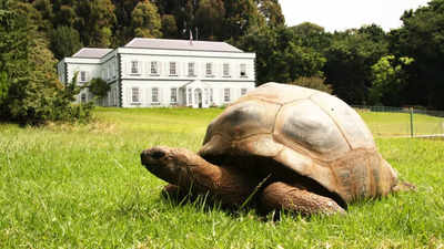 Meet Jonathan, the 191-year-old tortoise who is the world's oldest land animal