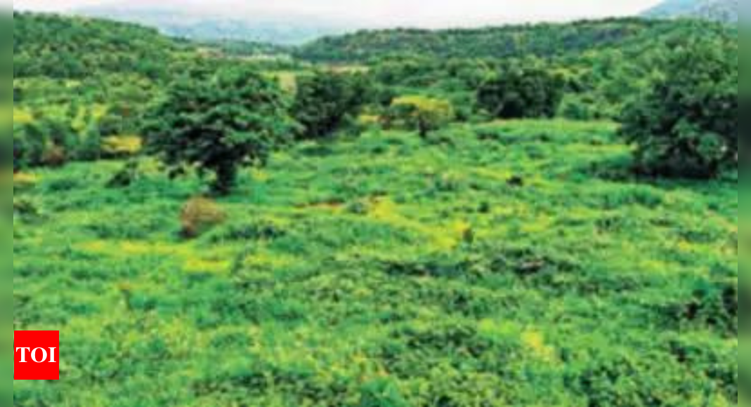 What is biodiversity and why does it matter? – Times of India