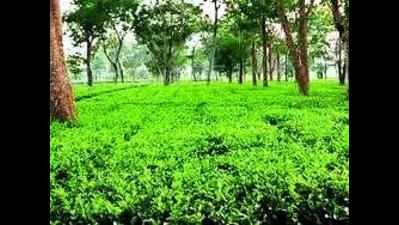 11 die of diarrhoea in Assam tea estate since May 12