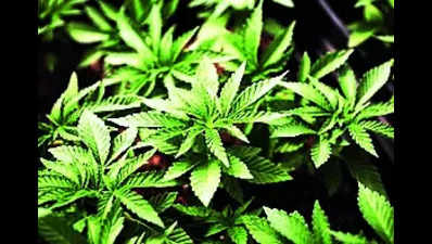 After HC orders, MC starts process to uproot cannabis plants on its land