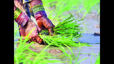 PAU to join hands with IRRI to develop dwarf rice varieties