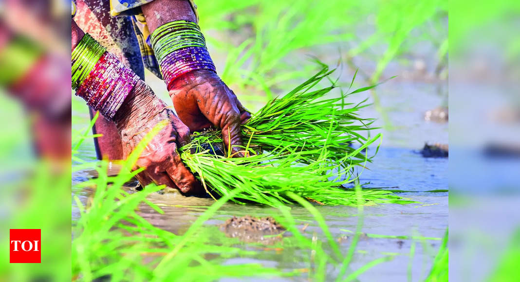 Dwarf Rice Varieties: Pau To Join Hands With Irri To Develop Dwarf Rice ...