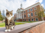 Beloved campus cat becomes “Doctor of Litter-ature"