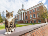 Beloved campus cat receives an honorary degree of “Doctor of Litter-ature"