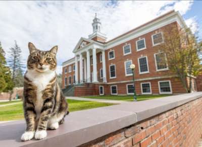 Beloved campus cat receives an honorary degree of “Doctor of Litter-ature"